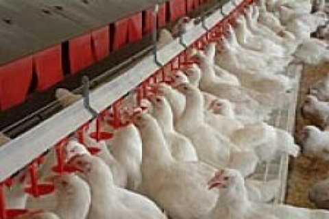 Konya'da icradan 1 milyon 750 bin TL'ye satılık tavuk çiftliği!