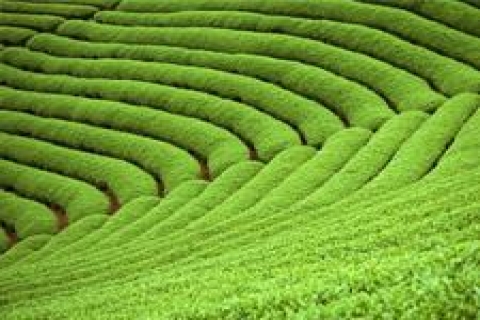 Tarsus Malmüdürlüğü'nden satılık tarla!