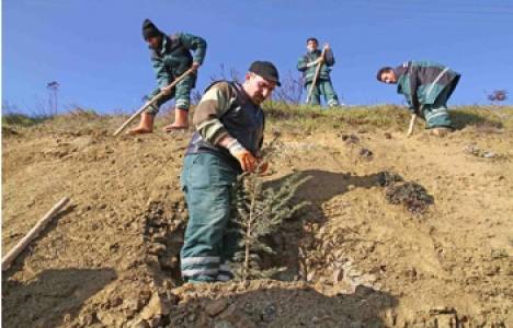  Kocaeli Üniversitesi Umuttepe Kampüsü ağaçlandırılıyor!