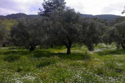 Kuşadası'nda icradan 1 milyon 208 bin 70 liraya satılık zeytinlik!