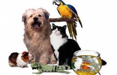 Evcil hayvanlar evde beslenebilir mi?