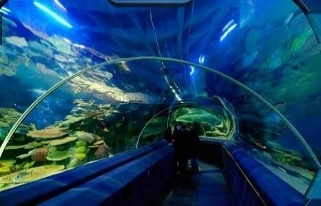 Sea Life Akvaryum 2017 ücreti belli oldu!