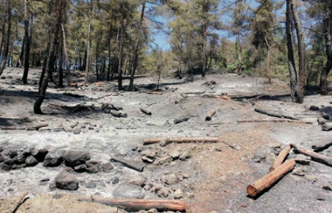  Türkiye'de yaz başından beri 430 hektar orman yandı!