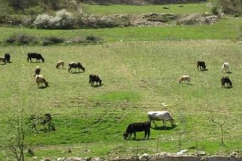 2 milyon hektar mera alanı ülke ekonomisine kazandırılacak!