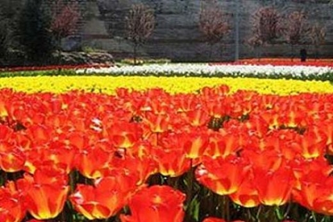 Seramiksan Albero serisi ile ev dekorasyonuna zarif bir dokunuş!