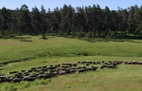 Milli Emlak'tan Kastamonu'da 10 bin 750 TL'ye satılık ham toprak!