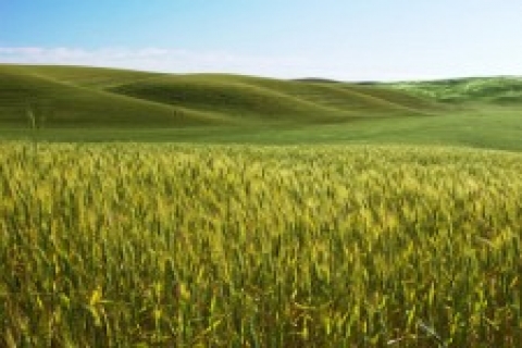 çatalca'da icradan 763 bin TL'ye satılık tarla!