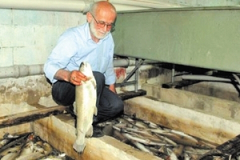  Güneysu Deresi'ndeki HES inşaatı sızıntısı balıkları öldürüyor!