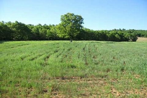 Arazi satın alırken dikkat edilmesi gerekenler!
