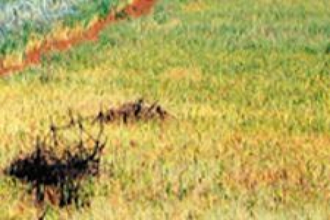 Bahreyn'e toprak sattık mı?