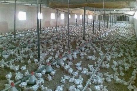 İzmir Menderes'te 1.7 milyon TL'ye icradan tavuk çiftliği!