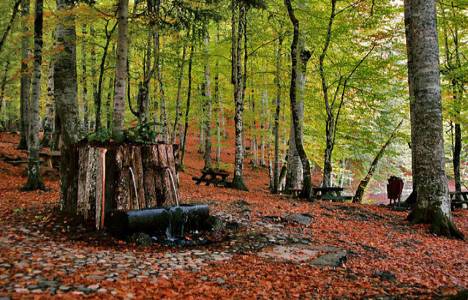 62 orman 49 yıllığına turistik tesis yapılmak için devredilecek!