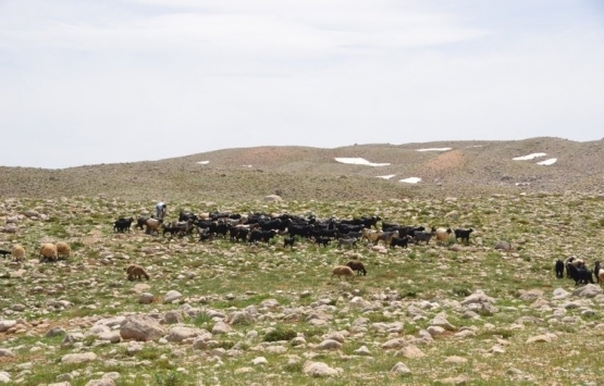 Antalya da Yörükler yaylalara taşınıyor!