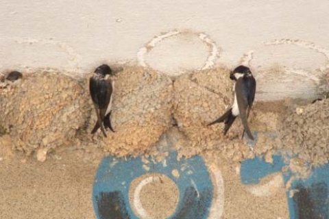  Osmaniye Kadirli Belediyesi'nin inşaatı, kırlangıç yuvasına takıldı!