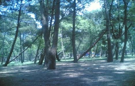 Florya Çiftliği'ndeki tarla icradan 49.4 milyon TL'ye satışta!