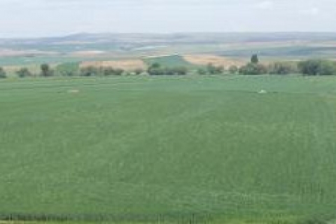 Sakarya Serdivan'da satılık tarla! 1 milyon 354 bin TL'ye!