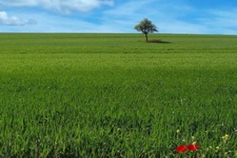 Maliye arazilerinin özelleştirilmesi 12 Ocak'a kadar uzatıldı!
