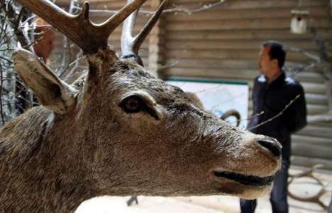 Abant Tabiat Parkı'na tanıtım merkezi ve hayvan müzesi kuruluyor!