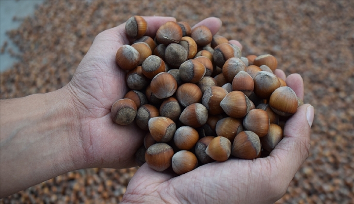 Fındık fiyatları düştü mü, bugün ne kadar? 12 Ekim 2023 Giresun, Samsun, Ordu, Trabzon fındık fiyat listesi...