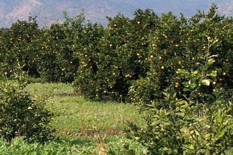 Antalya Demre'de 849 bin TL'ye narenciye bahçeli ev!