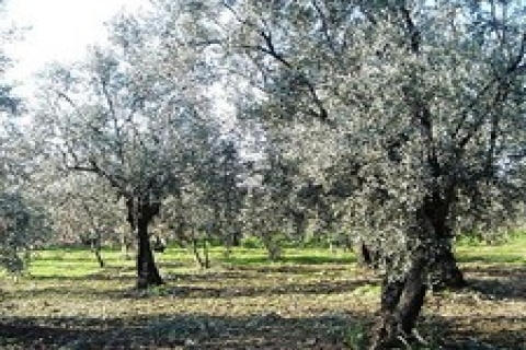 Bodrum'da satılık 25 bin 982 metrekare zeytinlik!