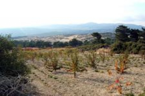 Milli Emlak İzmir Bornova'da arsa satacak