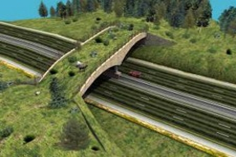 Artvin'de ekolojik köprü yapıldı!