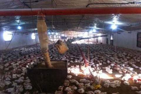 İzmir Menemen'de 857 bin TL'ye satılık tavuk çiftliği!