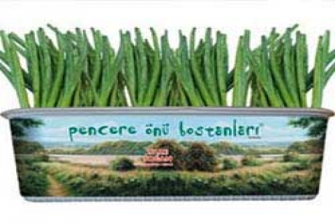 Botanika ile pencerelerin önü bostan oldu!