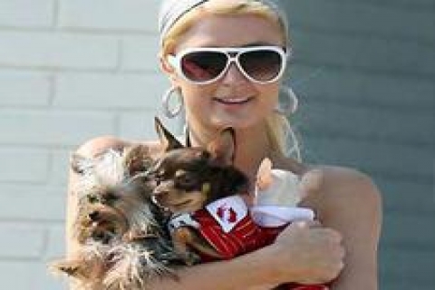 Paris Hilton'un köpeklerinin bile malikânesi var