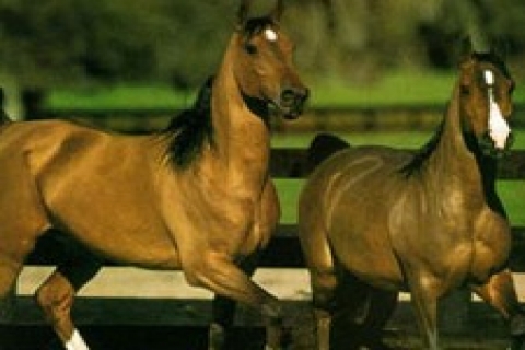 Sivasspor at çiftliği kuracak!