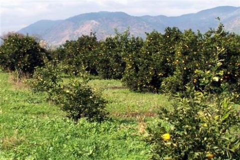  Adana Yüreğir'de 1.2 milyon TL'ye icradan satılık depo ve tarla!