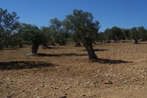 Bilici Group, Adana'da zeytinyağı fabrikası kuruyor!