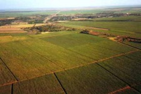 İzmir Defterdarlığı 1 milyon 205 bin TL'ye tarla satacak!