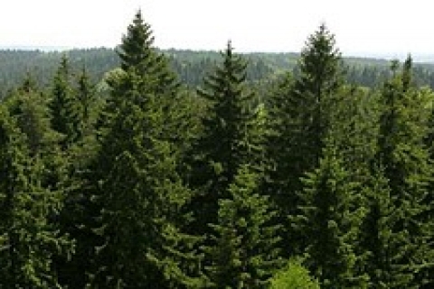 Orman alanlarına lojman ve sosyal tesis kurulamayacak!