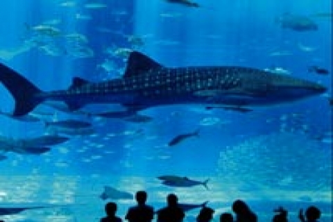 İstanbul Akvaryum'a bir yılda 1 milyon 200 bin ziyaretçi geldi!