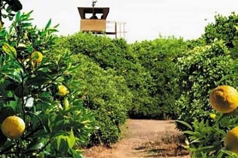 Antalya Kepez'de 1 milyon TL'den satılık limon bahçesi!