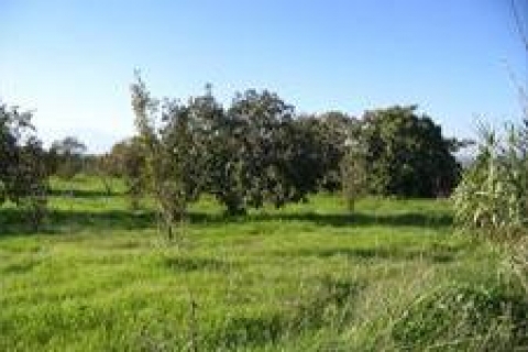 İBB Kağıthane'de 209 bin TL'ye arsa satacak