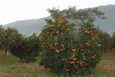 Turgutreis'te icradan 1.3 milyon liraya 3 satılık narenciye bahçesi!