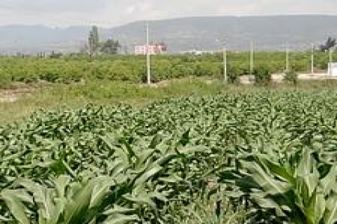 Tarım arazileri yabancılara kiralanacak!