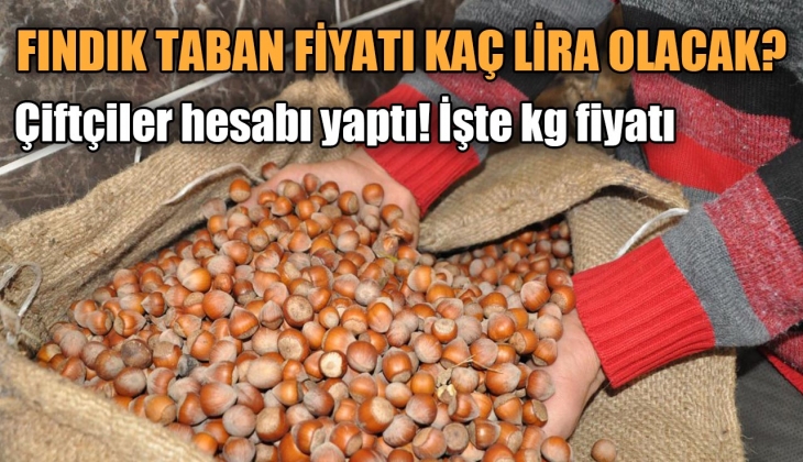 Fındıkta çiftçinin fiyat beklentisi belli oldu! En az rakam kaç lira olmalı?