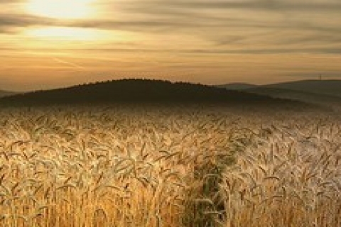 Milli Emlak 'tan Bursa 'da satılık 4 tarla!