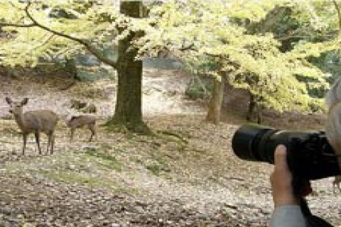 Erikçe Kent Ormanı hayata geçiyor