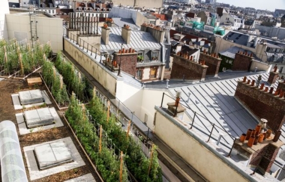 Paris çatılarında tarım!