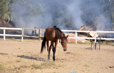 Edirne'deki at çiftliğinde çıkan yangında 7 at telef oldu!