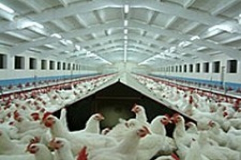 İzmir'de icradan 1 milyon 799 bin TL'ye satılık tavuk çiftliği!