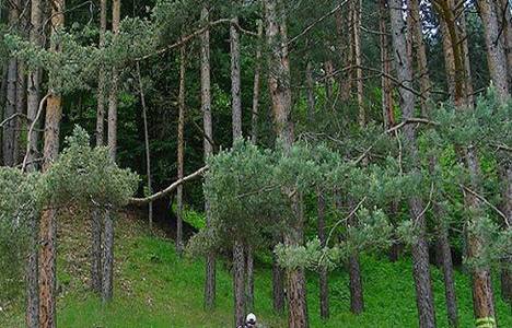 Tabiatı ve Biyolojik Çeşitliliği Koruma Kanunu Tasarısı değerlendirildi!