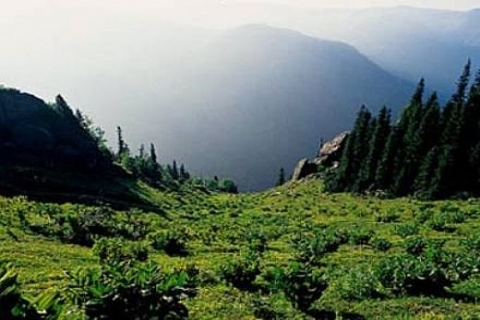 Kaz Dağları, Kaş ve Kalkan zeytinliklerinde turistik tesis yapılabilecek!