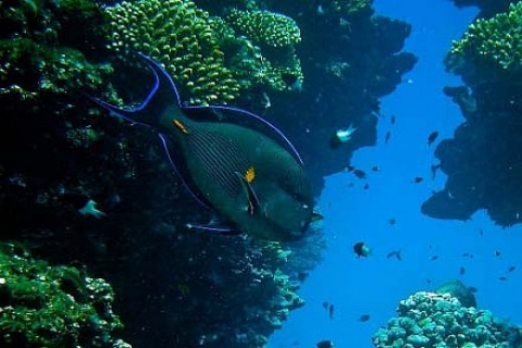 Google Earth deniz altına iniyor! 