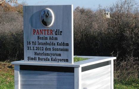  Aziz Hortoğlu kedisi için tarla alıp mezar yaptı!